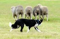 Sheepdog Royalty Free Stock Photo