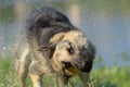 Sheepdog on the background of the lake shakes off the water Royalty Free Stock Photo