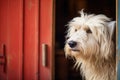 sheepdog behind an ajar wooden door