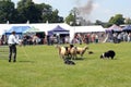Sheepdog demonstration. Royalty Free Stock Photo