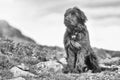 Sheepdog faraway look black and white