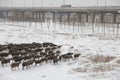 A sheepdog and a flock of sheep under the Snow Bridge