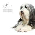 Sheepdog in front of a white Royalty Free Stock Photo