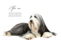 Sheepdog in front of a white Royalty Free Stock Photo