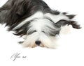 Sheepdog in front of a white Royalty Free Stock Photo