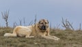 Sheepdog laying on the ground Royalty Free Stock Photo