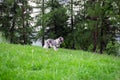 Sheepdog guard