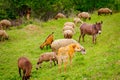 Sheepdog guarding flock of sheep and coats with one donkey as they grazing grass on meadow Royalty Free Stock Photo