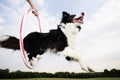 A Sheepdog jumping through a hoop