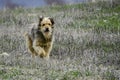 The sheepdog, patrolling the boundaries of his cattle.