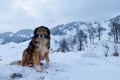 Sheepdog, Shepherd Dog In Winter