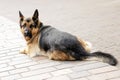 Sheepdog street wait sit one brown black sad big dog pet lost Royalty Free Stock Photo