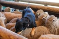 Sheepdog on top of sheep Royalty Free Stock Photo