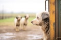 sheepdog waiting while sheep pass through gate