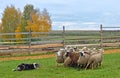 Sheepdog working sheeps