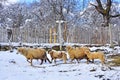 Sheepfold in winter farm