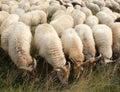 Sheepherd Royalty Free Stock Photo