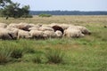 sheepherd Royalty Free Stock Photo