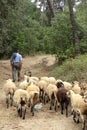 Sheepherder with his sheep flock in the forest Royalty Free Stock Photo