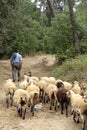 Sheepherder with his sheep flock in the forest