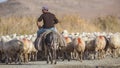 Shepherd on Donkey with Sheep Herd