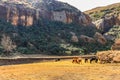 Sheepherder with herd