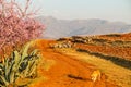 Sheepherder with his herd, Lesotho, Africa.