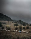 Sheepherder in the storm