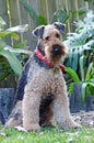 Sheepie Airedale Terrier breed show dog curly wooly coat Royalty Free Stock Photo