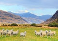 Sheeps Royalty Free Stock Photo