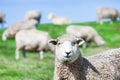 Sheeps Royalty Free Stock Photo