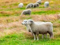 Sheeps Royalty Free Stock Photo