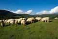 Sheeps Royalty Free Stock Photo