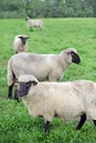 Sheeps Royalty Free Stock Photo