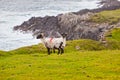 Sheeps at Achill Island, Ireland