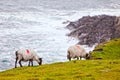Sheeps at Achill Island, Ireland