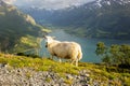 Sheeps along the road to mount Hoven, splendid view over Nordfjord from Loen skylift