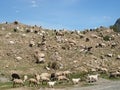 Sheeps at the Altai mountains Royalty Free Stock Photo