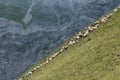 Sheeps at Azerbaijan Royalty Free Stock Photo