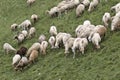 Sheeps at Azerbaijan Royalty Free Stock Photo