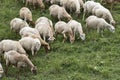 Sheeps at Azerbaijan Royalty Free Stock Photo