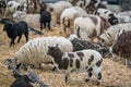 Sheeps in a barn Royalty Free Stock Photo