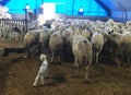 Sheeps in the barn