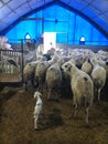 Sheeps in the barn