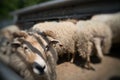 Sheeps in a barn