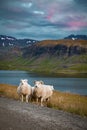 Sheeps at the beautiful landscape view of Iceland Royalty Free Stock Photo