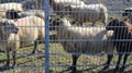 Sheeps behind a metal gate at a big solar energy park Royalty Free Stock Photo