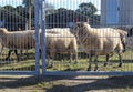 Sheeps behind a metal gate at a big solar energy park Royalty Free Stock Photo