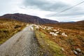 Sheeps blocking a road in a cloudy day in Scottish Highlands Royalty Free Stock Photo
