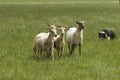 Sheeps with Border Collie Royalty Free Stock Photo